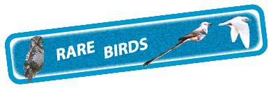 Rare Birds