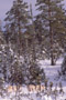 Red Pine Caribou