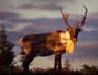 #23 Caribou
