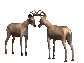 More on Caribou