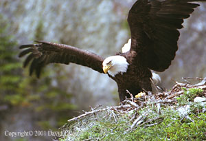 mother eagle