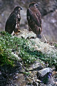pair of nestlings