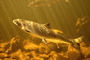 Exploits River Salmon