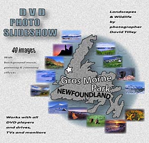 DVD