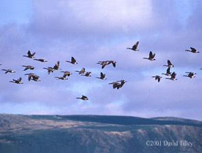 a flock of Canada geese
