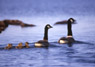 #48 Goose