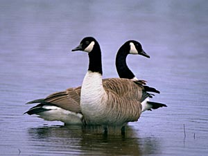 pair of breeding geese