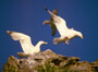 #34 Gull Pair