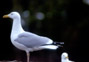 #28 Herring Gull