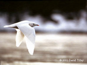 Ivory Gull