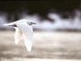 Ivory Gull