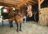 Nfld Pony