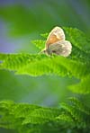 moth