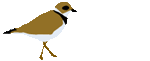 audio