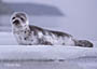 #36 Harp Seal