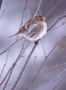 #33 Redpoll