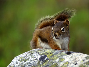 red squirrel