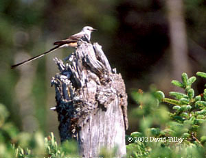 Scissor-tailed Flycatcher