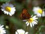 #9 Butterfly