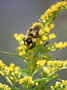 Goldenrod