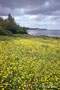 Common Dandelion