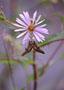 Purple-stemmed Aster