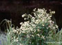 Tall Meadow Rue