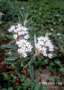 Labrador Tea