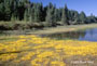 Horned Bladderwort