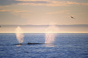 whales in the strait