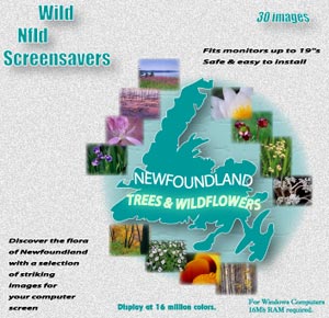 wildflowers cd